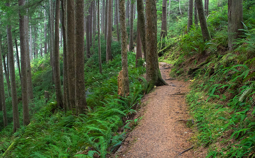 Oregon Coast Forests